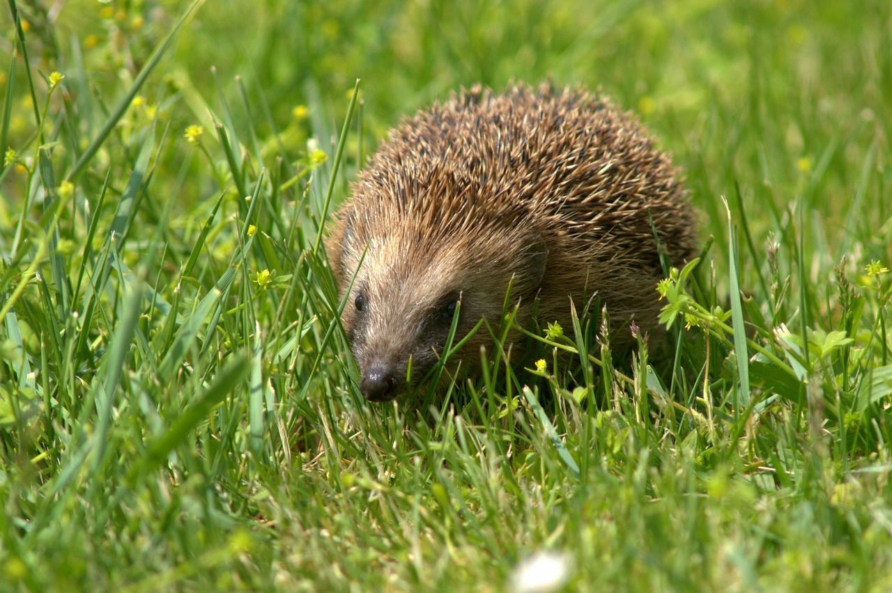 Der Igel im Frühling – was kann ich tun, was muss ich beachten?