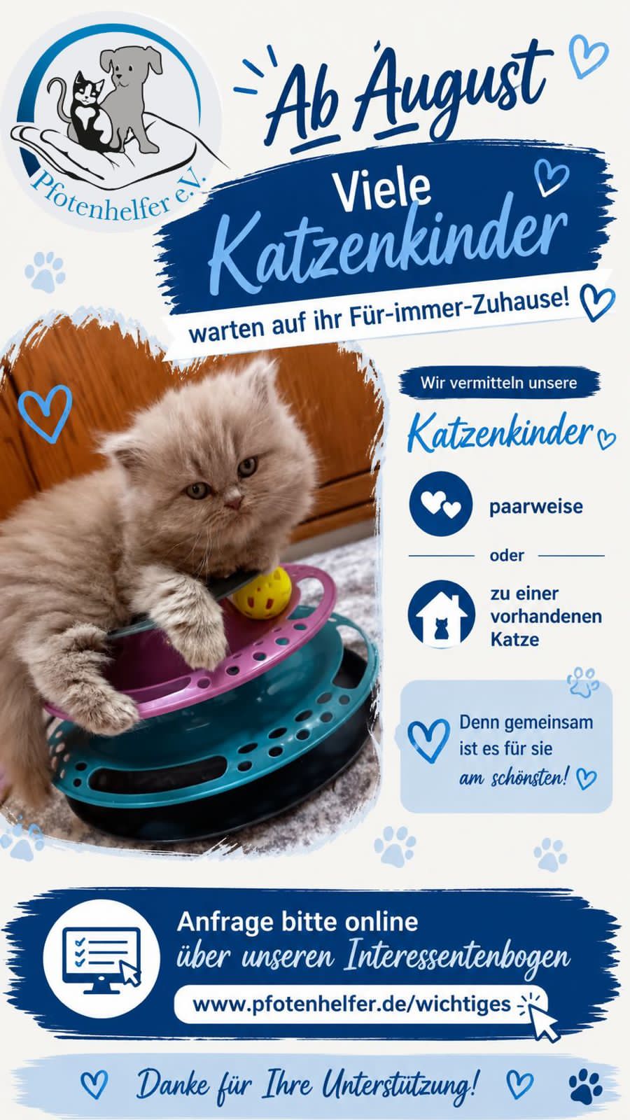 🐾Die Katzenkinder der Pfotenhelfer stellen sich vor 😻