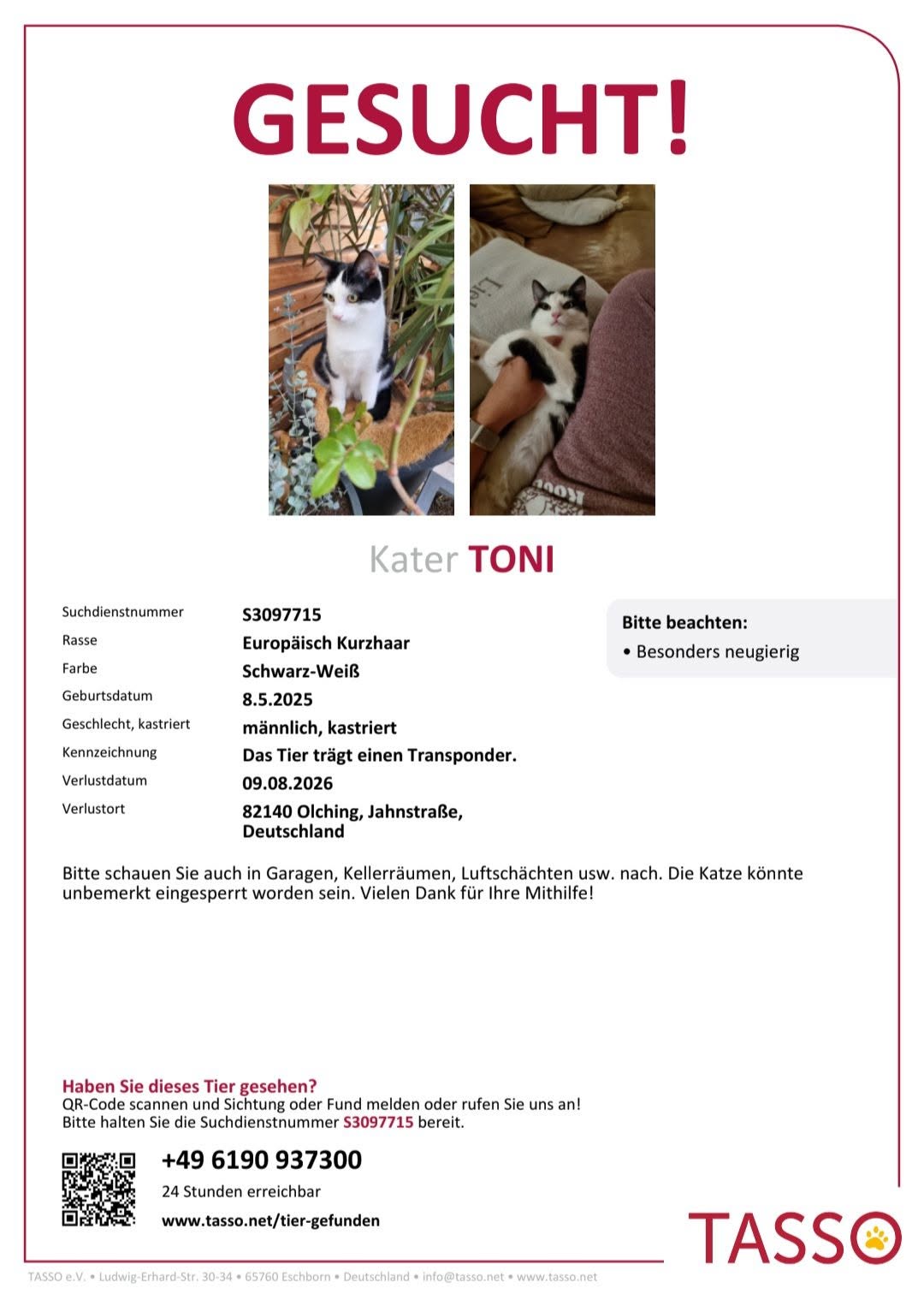 Kater Toni wird gesucht !