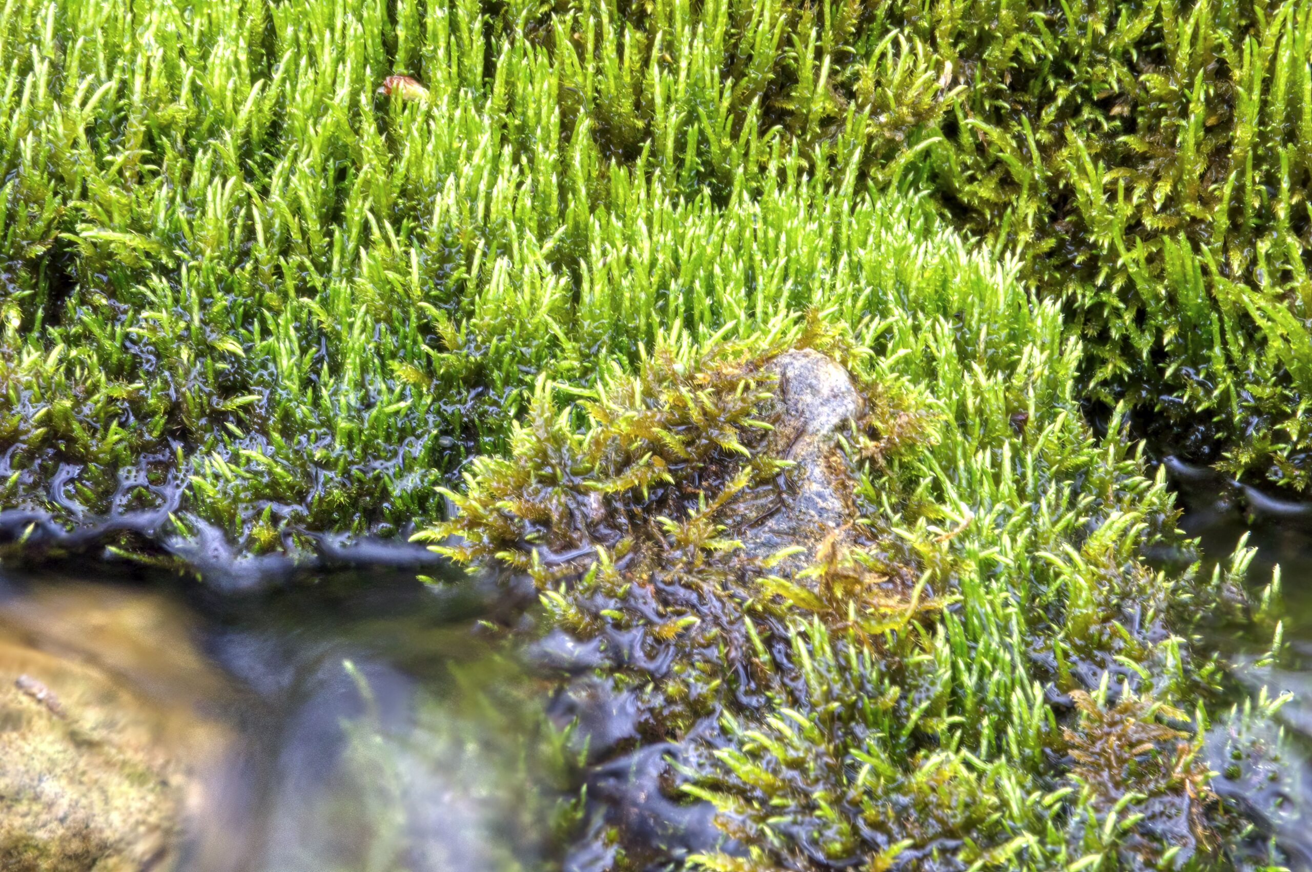 Familienführung: Biodiversität und Klimawandel im Ampermoos